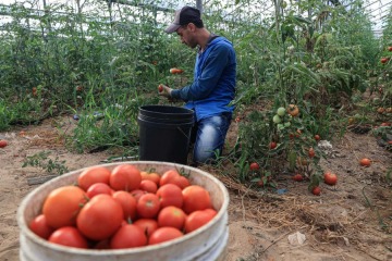 Foto de Tomates e inflaci�n: por qu� subieron 40% en Estados Unidos