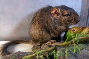 Foto de Nuevo roedor descubierto por el CONICET en C�rdoba ampl�a la biodiversidad argentina