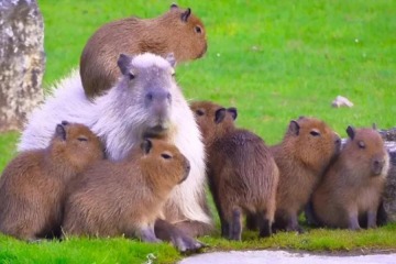 Foto de Punto a favor de los carpinchos de Nordelta: freno al proyecto de urbanización y a la castración química