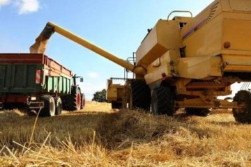 Foto de R�cord de trigo, impacto acotado: m�s cosecha, pero sin el alivio de d�lares esperado