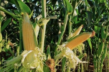 Foto de La sobreoferta en EEUU hunde al ma�z y arrastra a la baja a los granos en Chicago