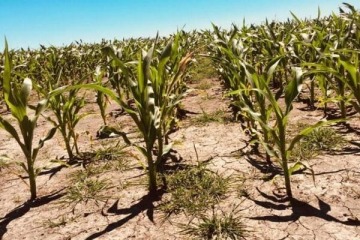 Foto de Crisis productiva: la sequ�a que alcanza la zona n�cleo recortar� a la mitad el rinde de la soja