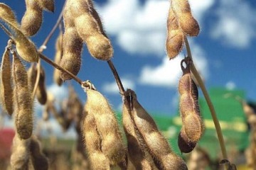 Foto de Todo mal: la soja se guarda, la industria se cae y el modelo Milei empieza a crujir por falta de d�lares