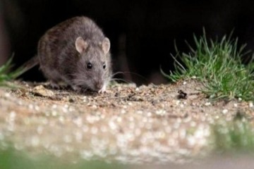 Foto de Alerta: ya son siete las muertes por hantavirus en Buenos Aires y crece la preocupaci�n sanitaria